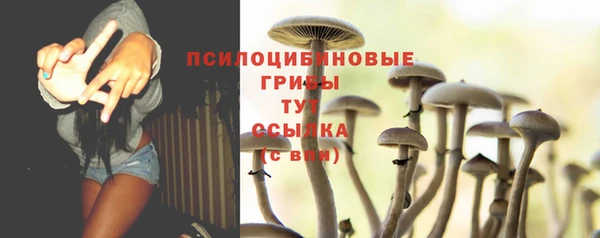 стаф Аркадак
